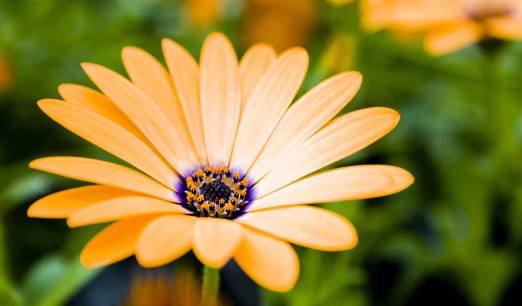 Растущие цветы