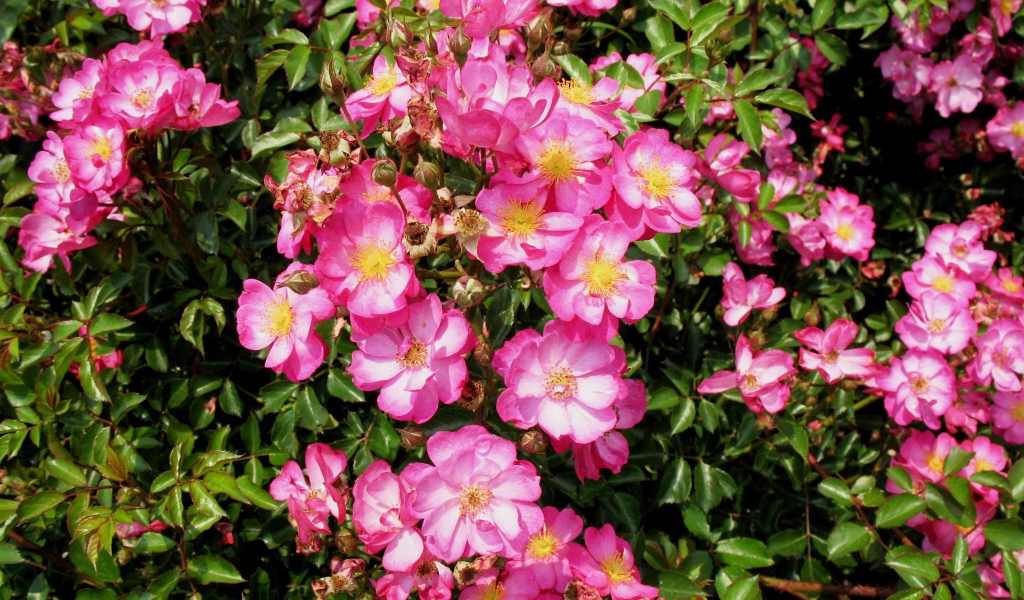 Выращивание цветов кларкия (годеция) в саду