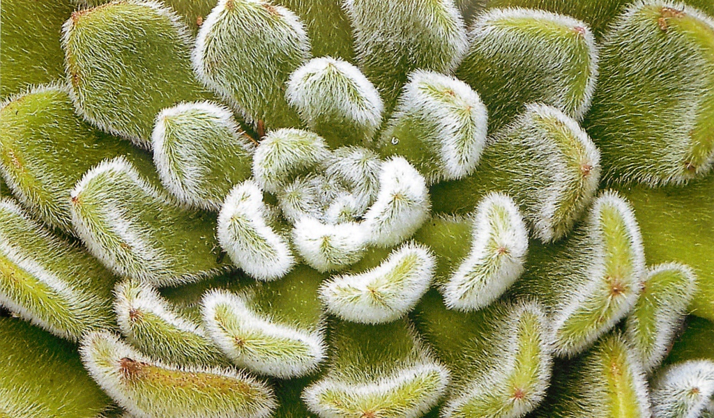 Выращивание цветов эхеверия (эчеверия)  в саду