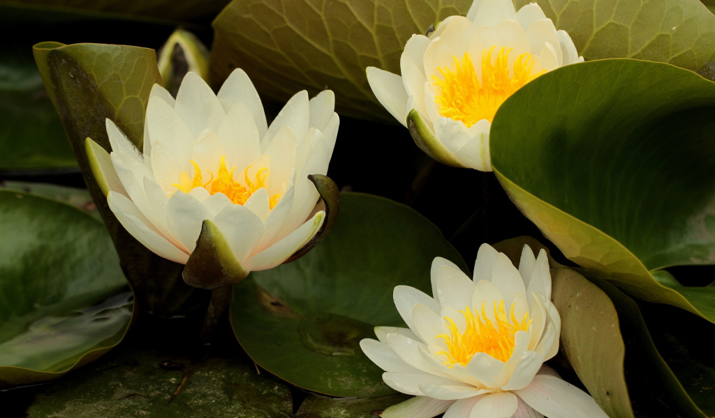 Выращивание цветов лилия на дачном участке