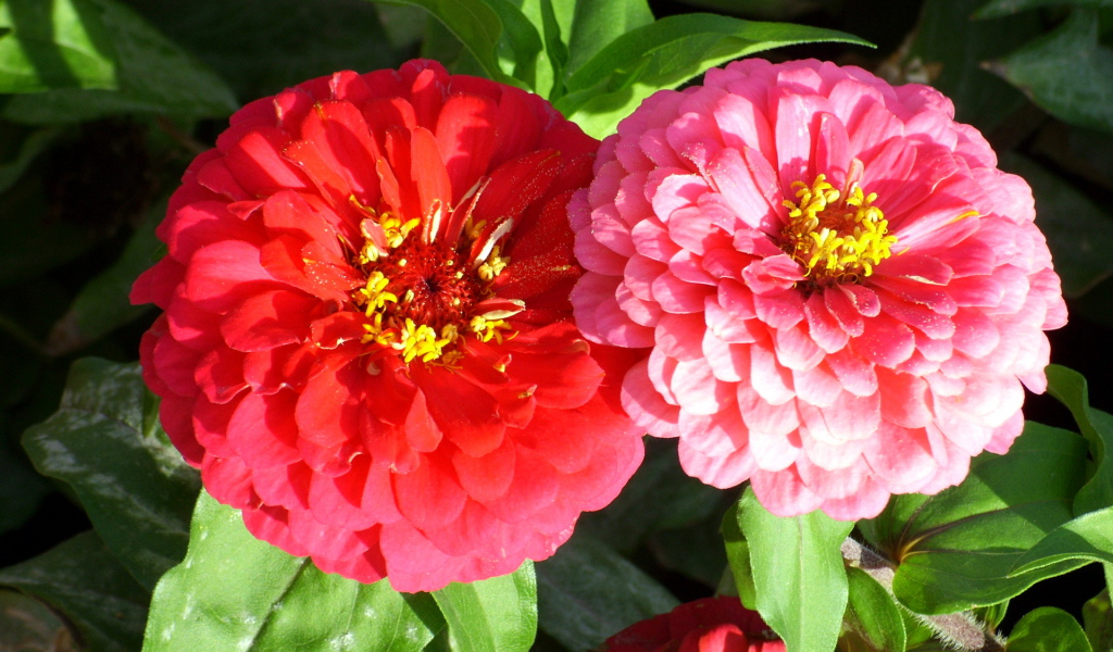 Выращивание цветов цинния (циния) в саду