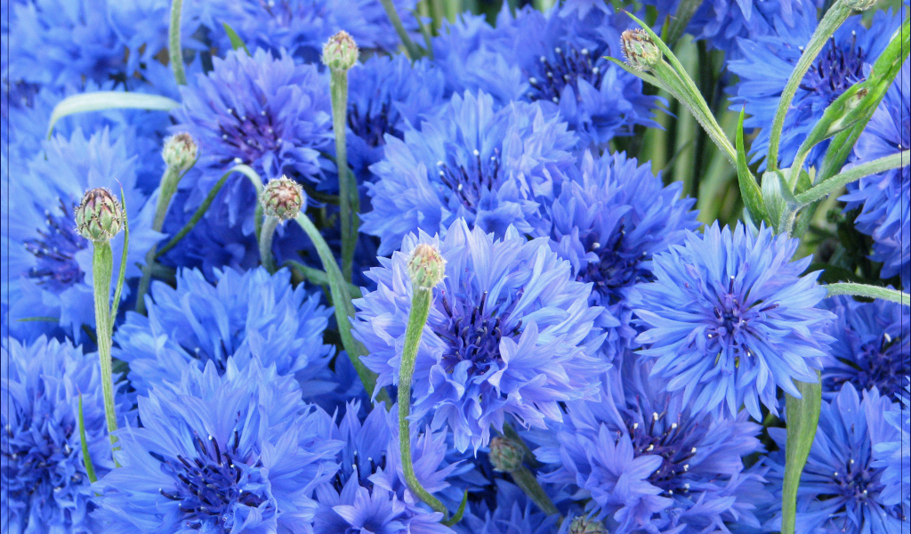 Выращивание васильков в саду