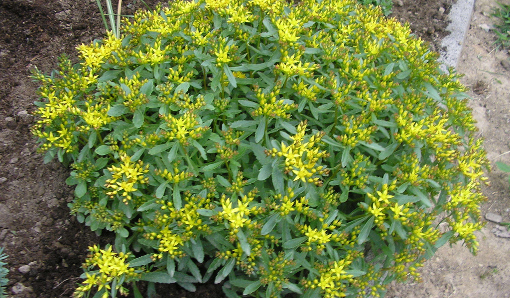 Выращивание седум в саду