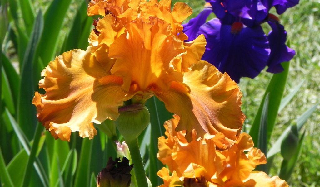 Выращивание цветов ирисы в саду