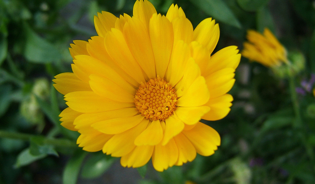 Выращивание цветов календулы в саду