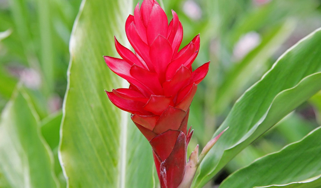 Выращивание растения имбирь (роскоя) в саду