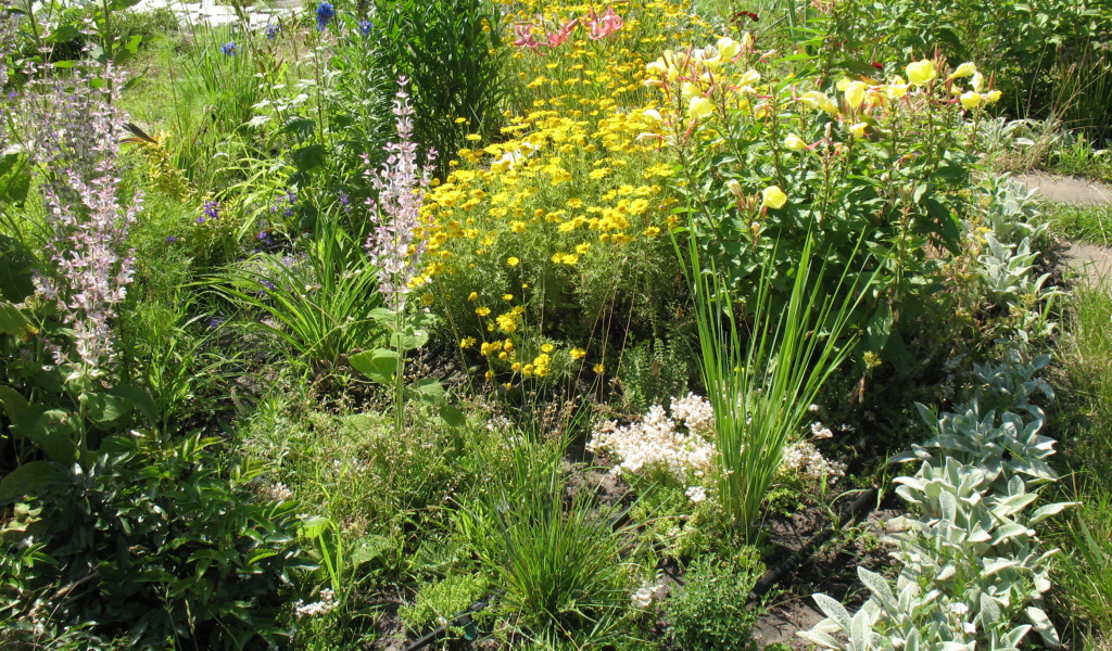 Выращивание растения бузульник в саду