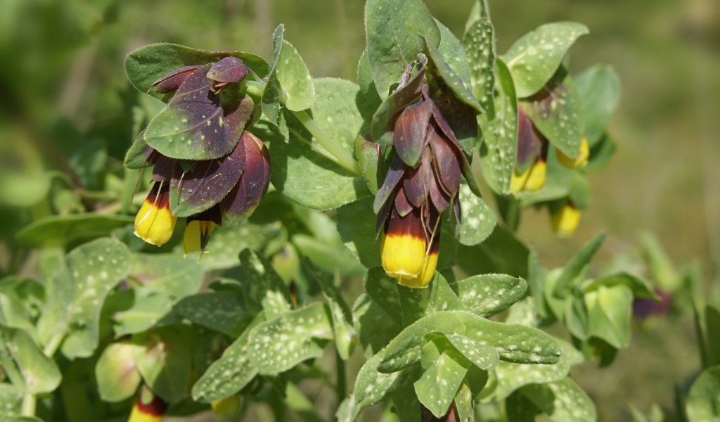Выращивание растения восковник в саду
