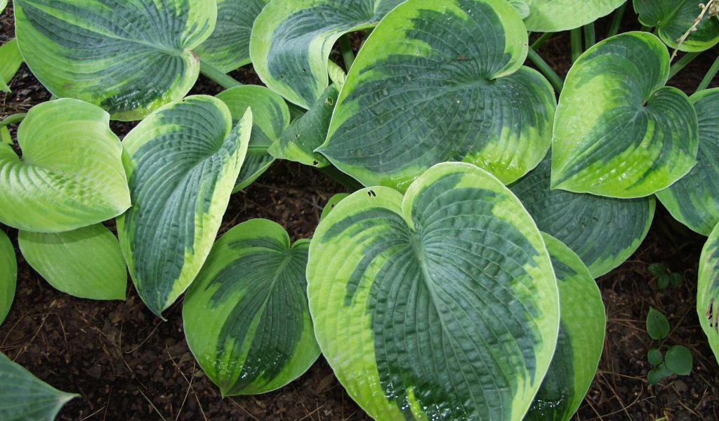 Выращивание растения хоста в саду