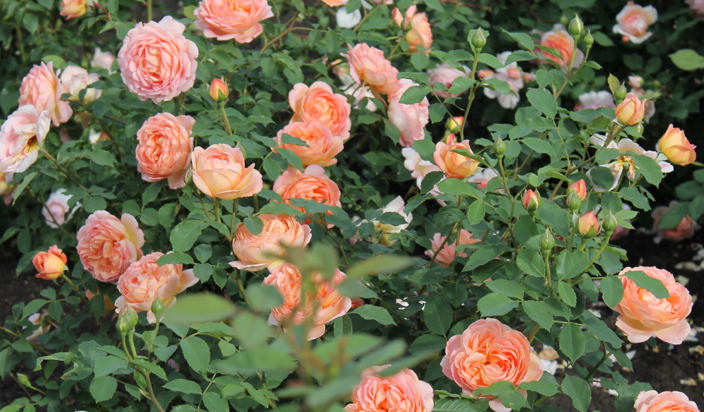 Выращивание кустарниковые розы в саду
