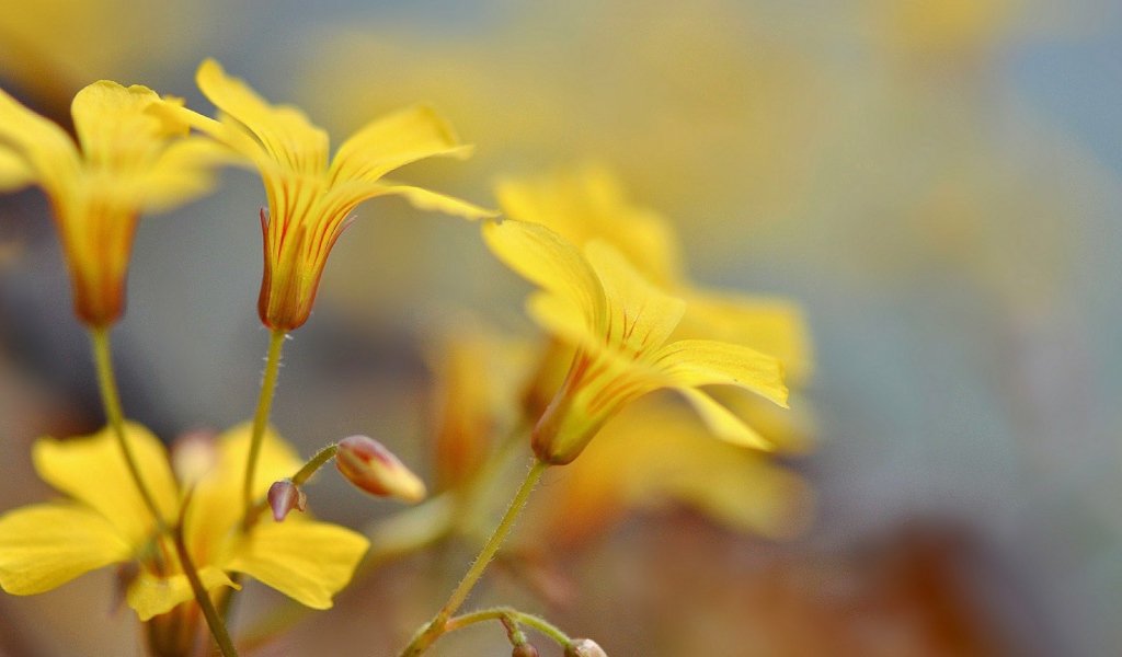 Pастущие желтые цветы