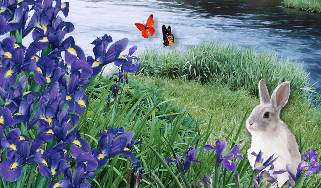 Заяц среди ирисов