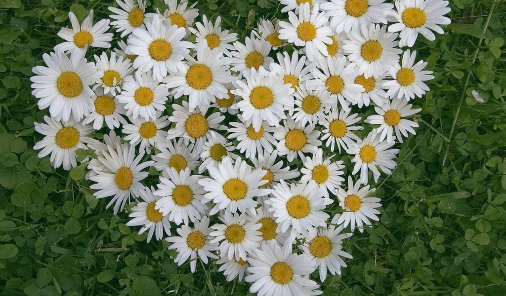 Сердце из цветов белые маргаритки