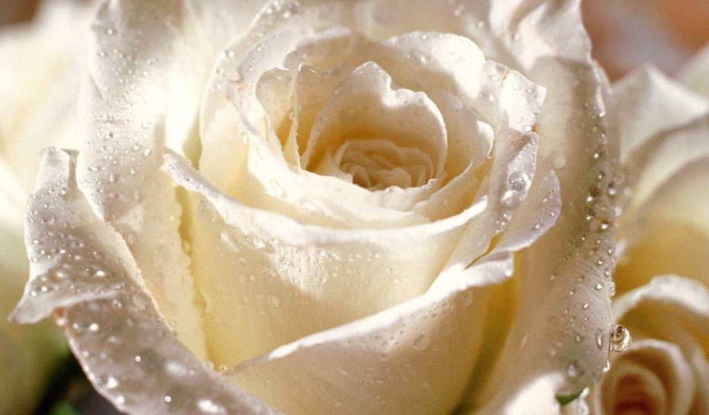 Цветы надежды