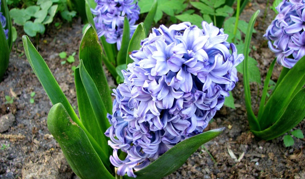 Цветы гиацинт весной на лужайке 