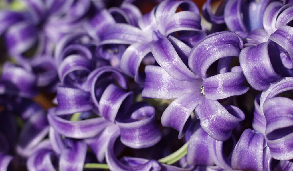 Цветы гиацинты расцвели в саду