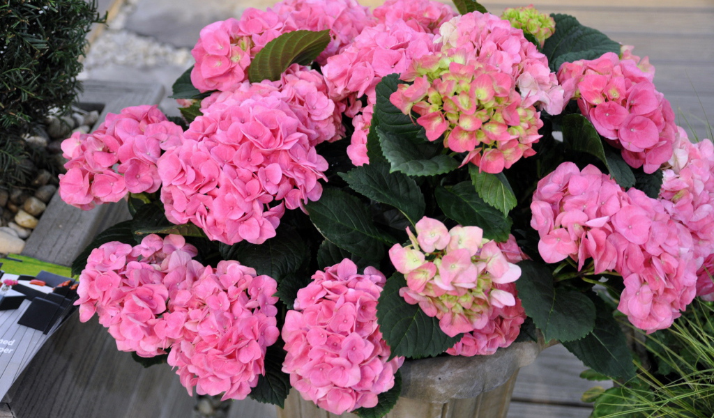 Выращивание цветов гортензия в горшке