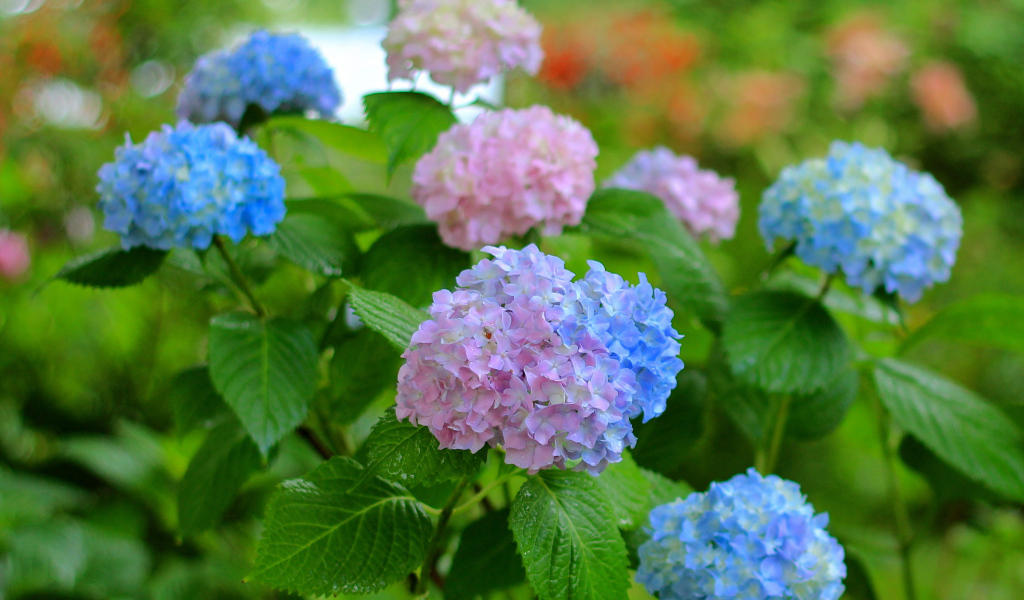 Садовые цветы гортензия на дачном участке