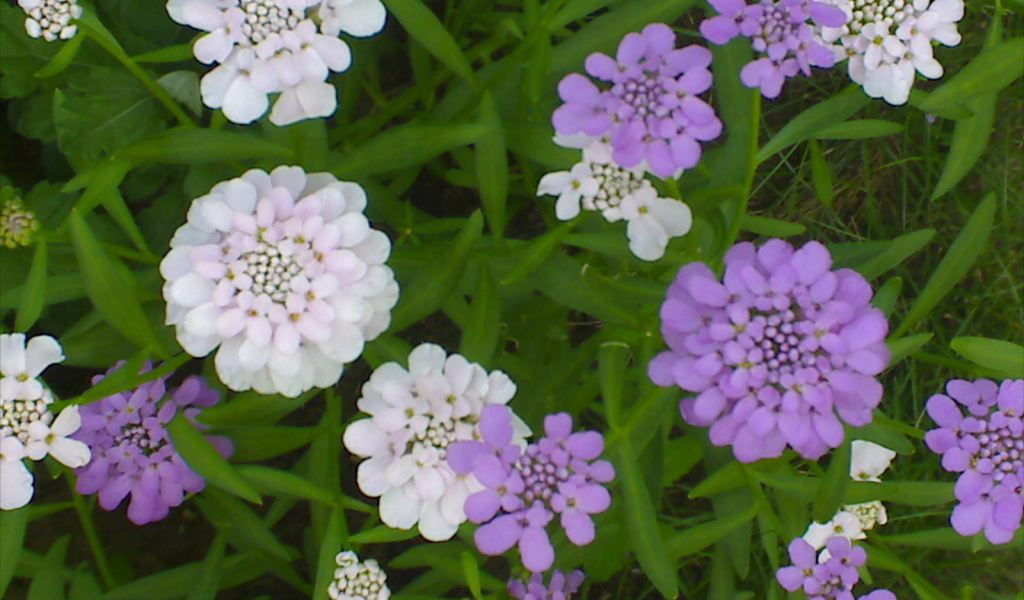 Красивые цветы иберис на клумбе в саду