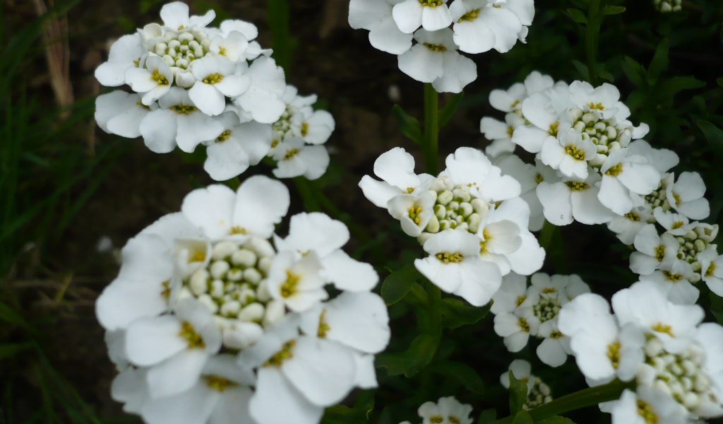 Красивые цветы иберис в саду