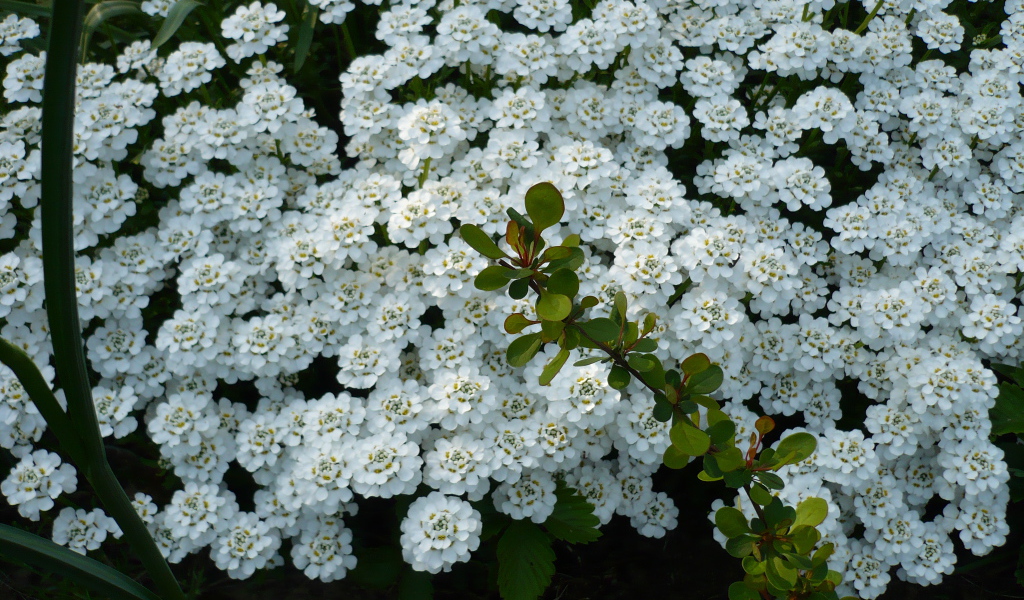 Красивый иберис в саду