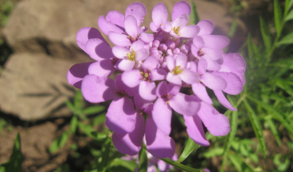 Выращивание цветов иберис в саду