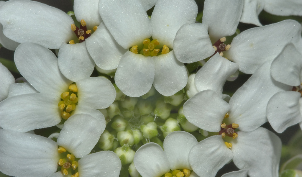 Садовые цветы иберис на дачном участке