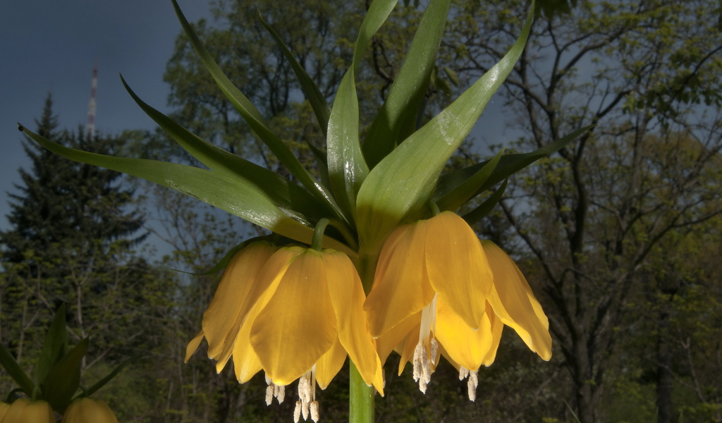 Садовые цветы рябчик императорский на дачном участке