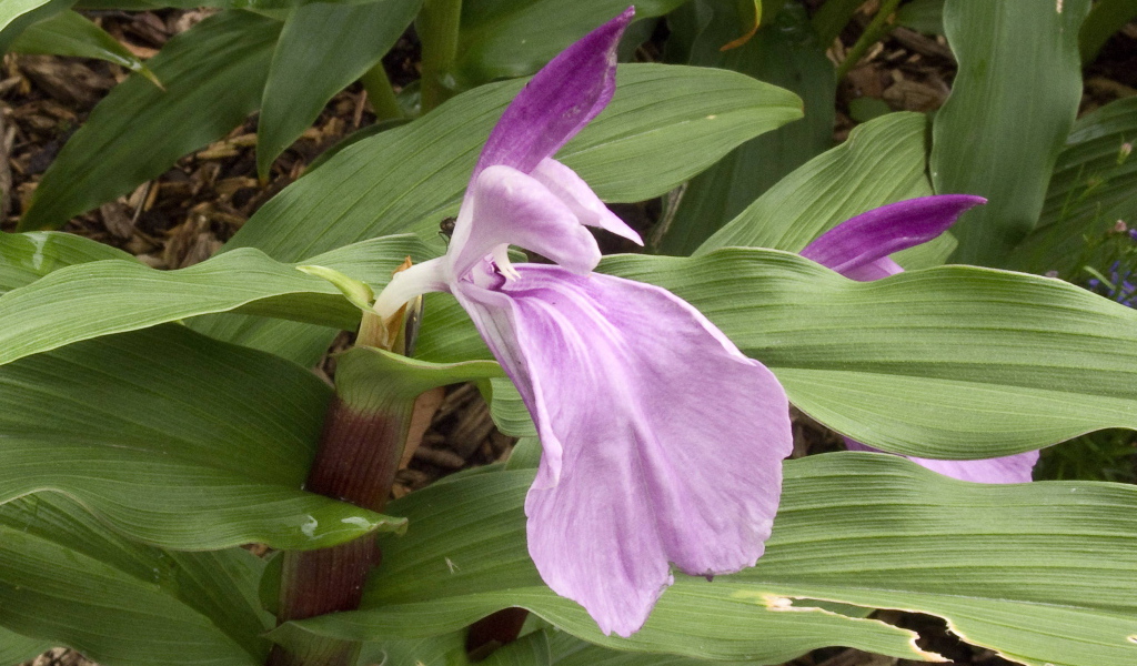 На поляне красивый цветок роскоя