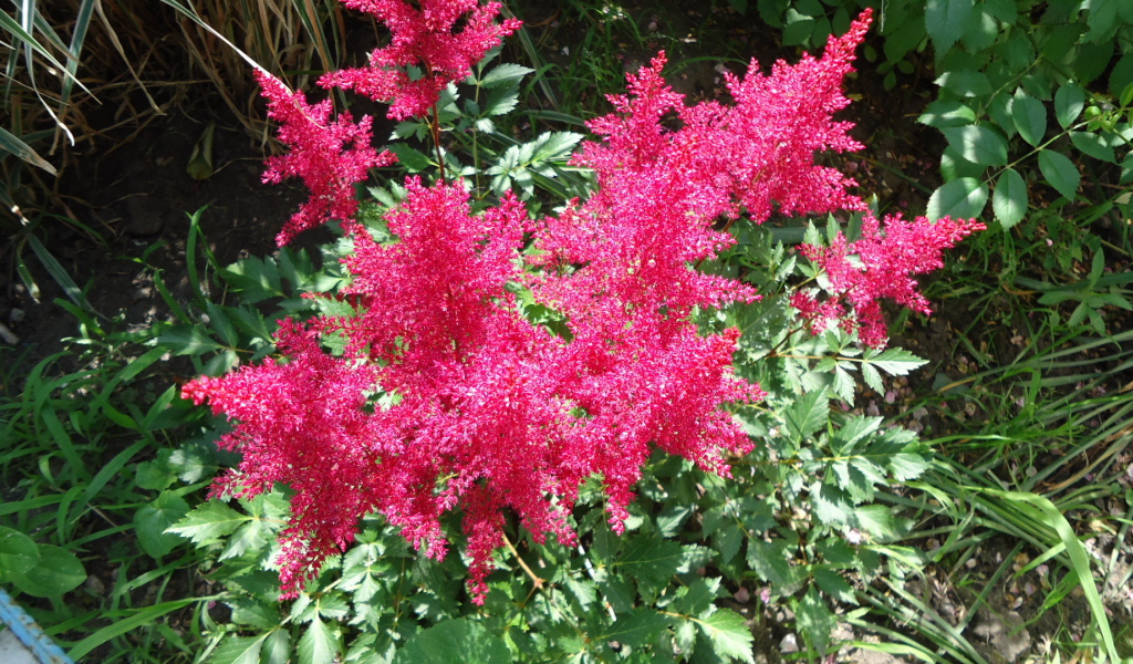 На поляне красивые цветы астильба
