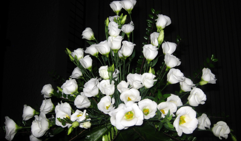 На поляне красивые цветы эустома (ирландская роза) 