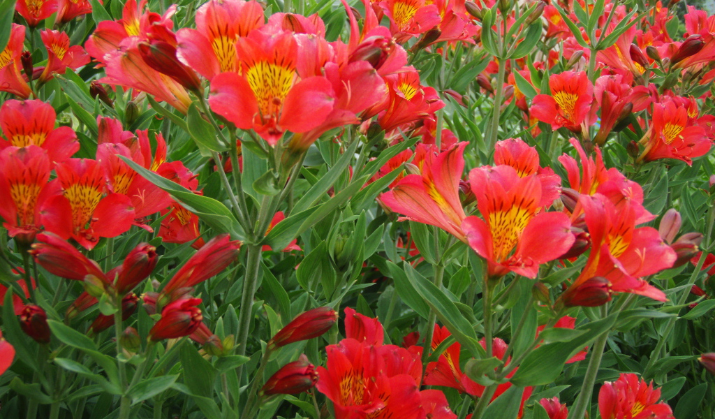 На поляне красивые цветы альстремерия