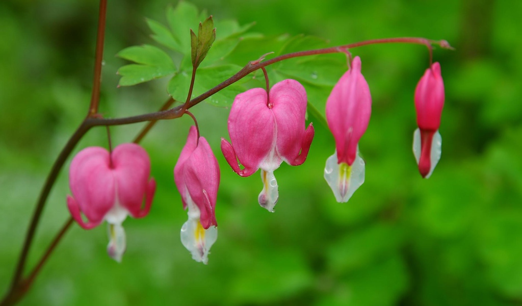 На поляне красивые цветы дицентра