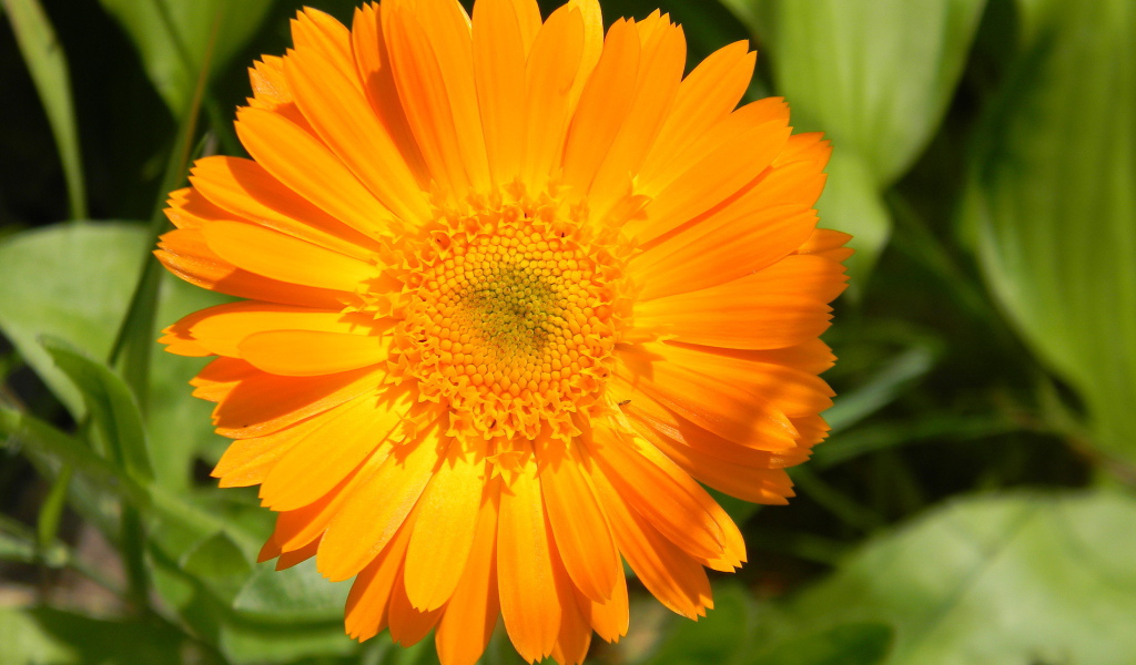 На поляне красивые цветы календула