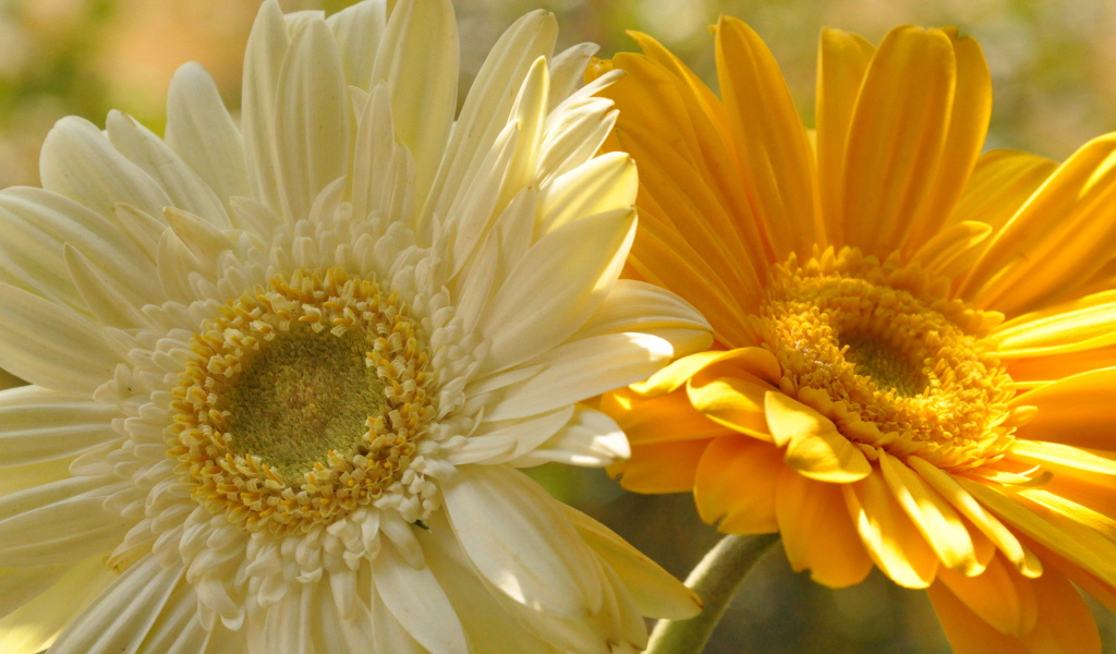 На поляне красивые цветы гербера