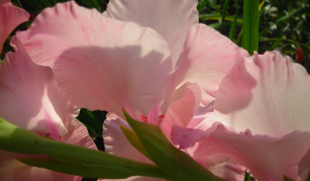 На поляне красивые цветы гладиолус