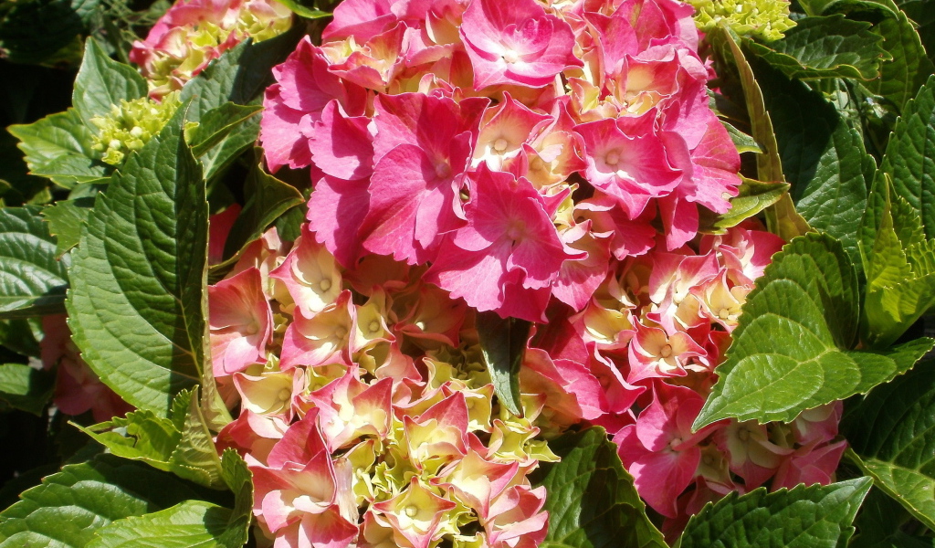 На поляне красивые цветы гортензия