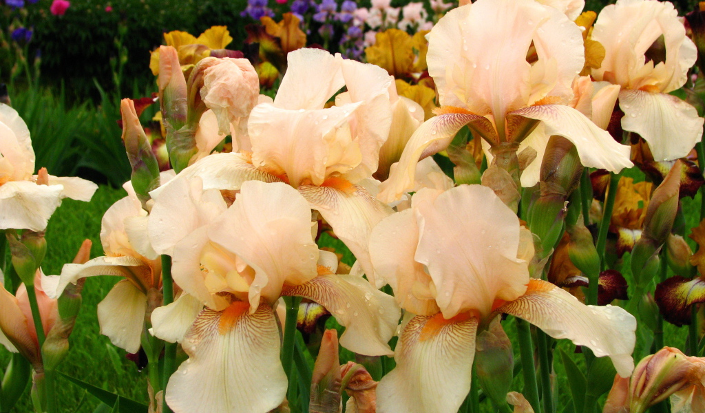 На поляне красивые цветы ирисы