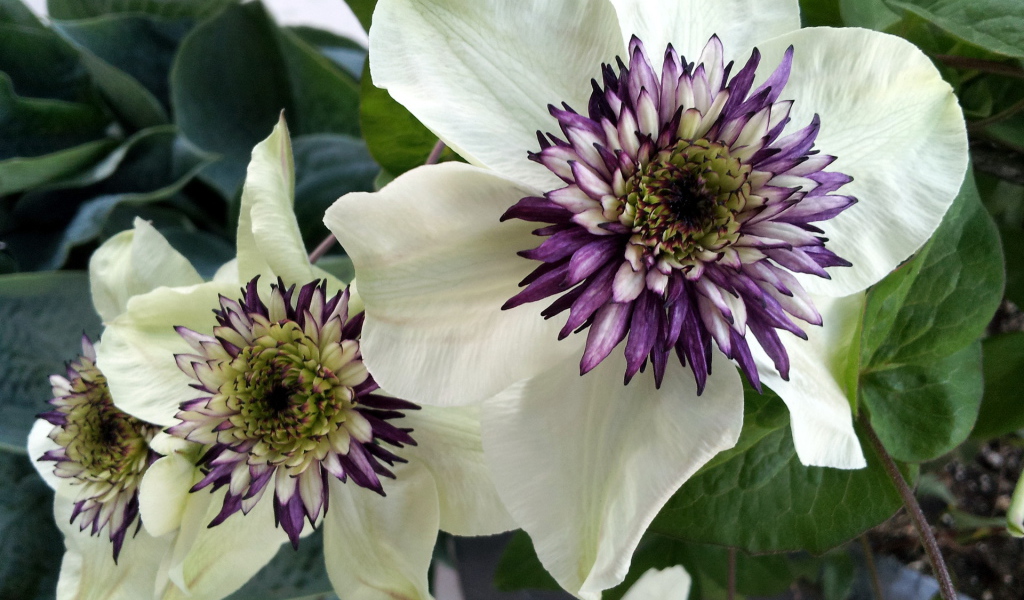 На поляне красивые цветы клематис