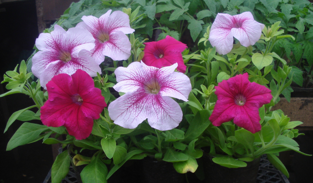 На поляне красивые цветы петуния