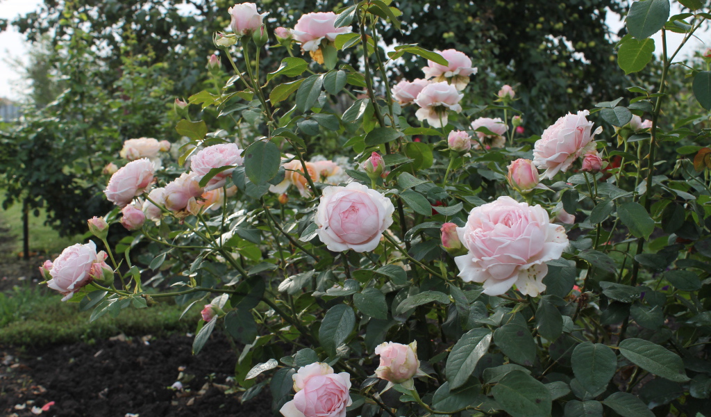 На поляне красивые цветы кустарниковые розы