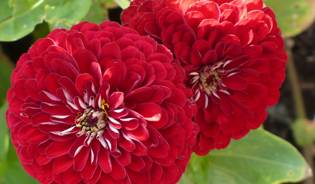 На поляне красивые цветы цинния (циния)