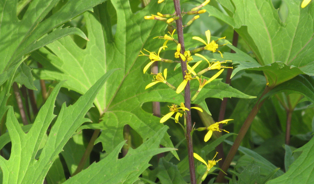 На поляне красивое растение бузульник