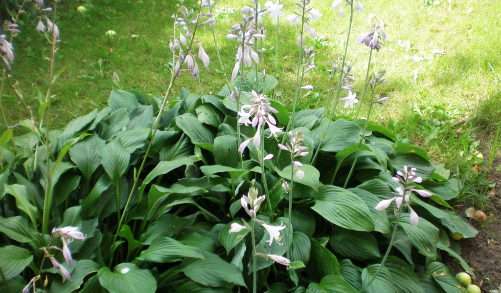 На поляне красивое растение хоста