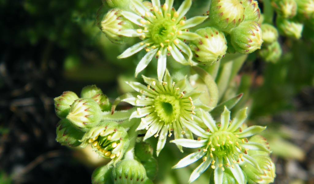 На поляне красивое растение молодило 