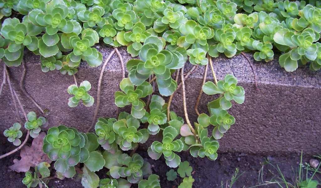 На поляне красивое растение седум