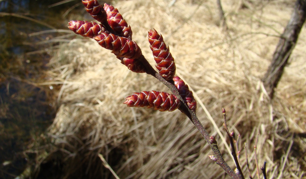 На поляне растение восковник