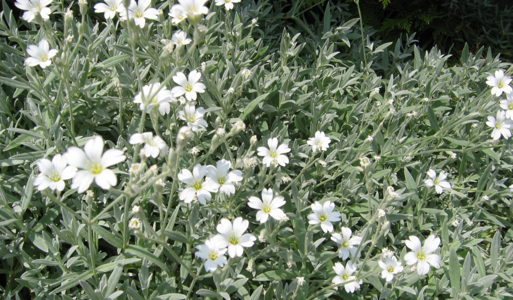 На поляне растение резуха