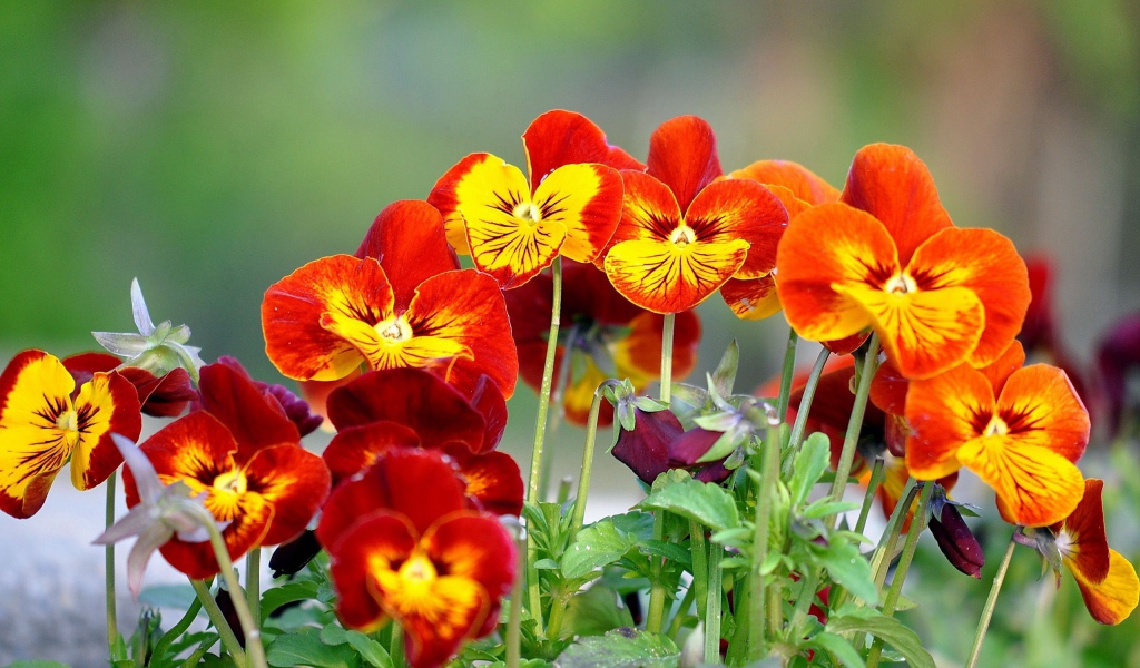 На поляне весенние цветы анютины глазки