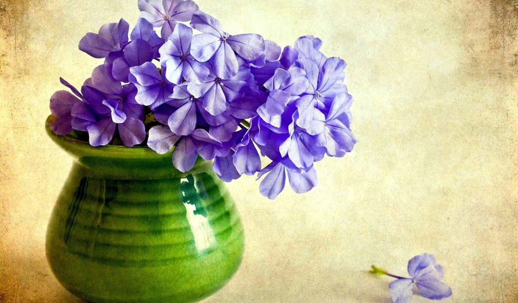 В вазе красивые цветы флокс